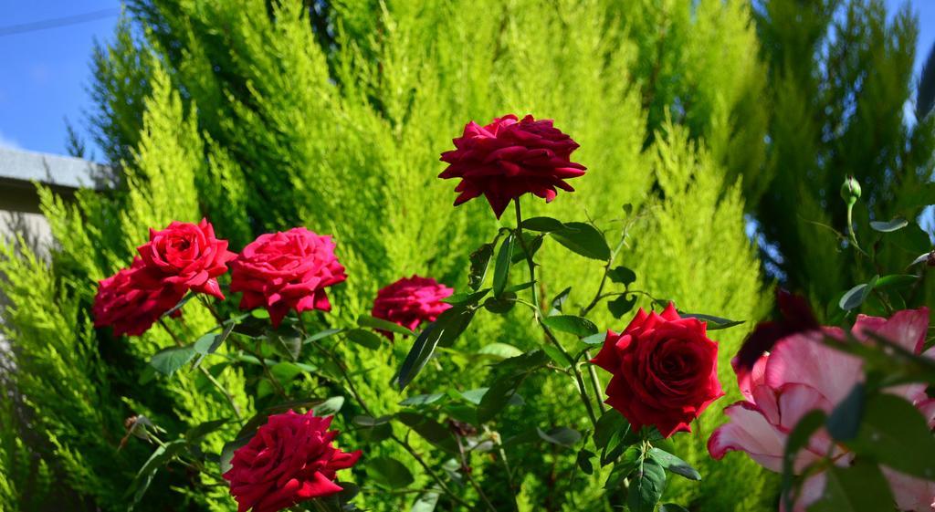 La Casa Delle Rose Room With Air Conditioning La Spezia Exteriér fotografie